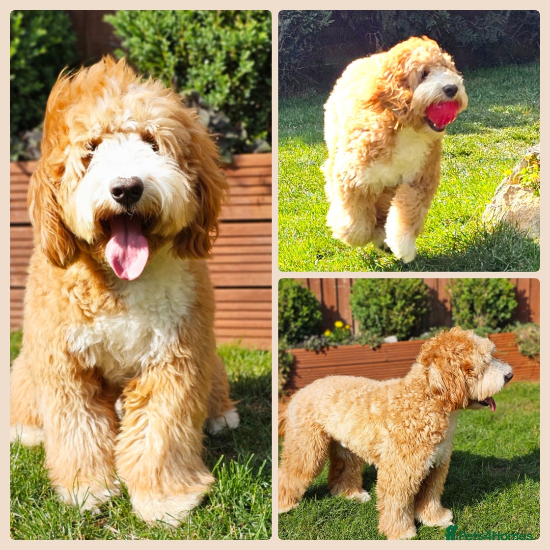 Goldendoodle dogs for stud: HIP0/0 ELBOW 0/0! 100% AUSTRALAIN LABRADOODLE - Image 1
