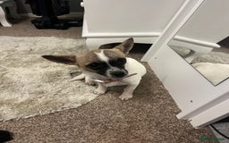 Mixed Breed dogs for sale:  Chihuahua cross Jack Russellbeautiful little girl - Advert 4