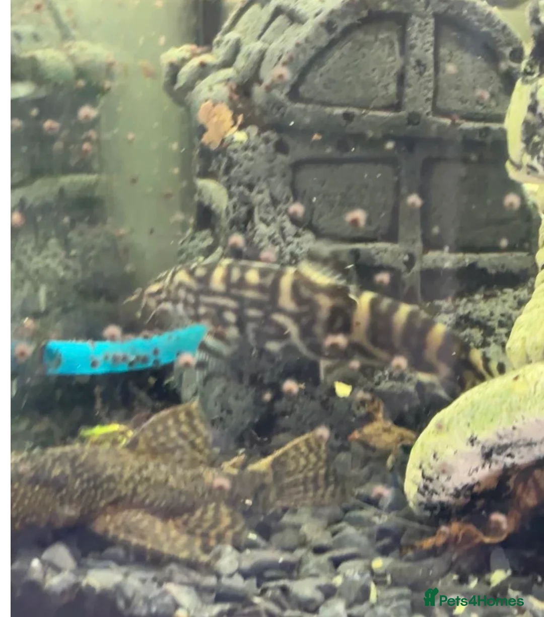 Plecos fish for sale: 2 Clown plecos for sale - Advert 1