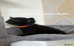 British Shorthair cats for sale: British shorthair black/2point - Image 11