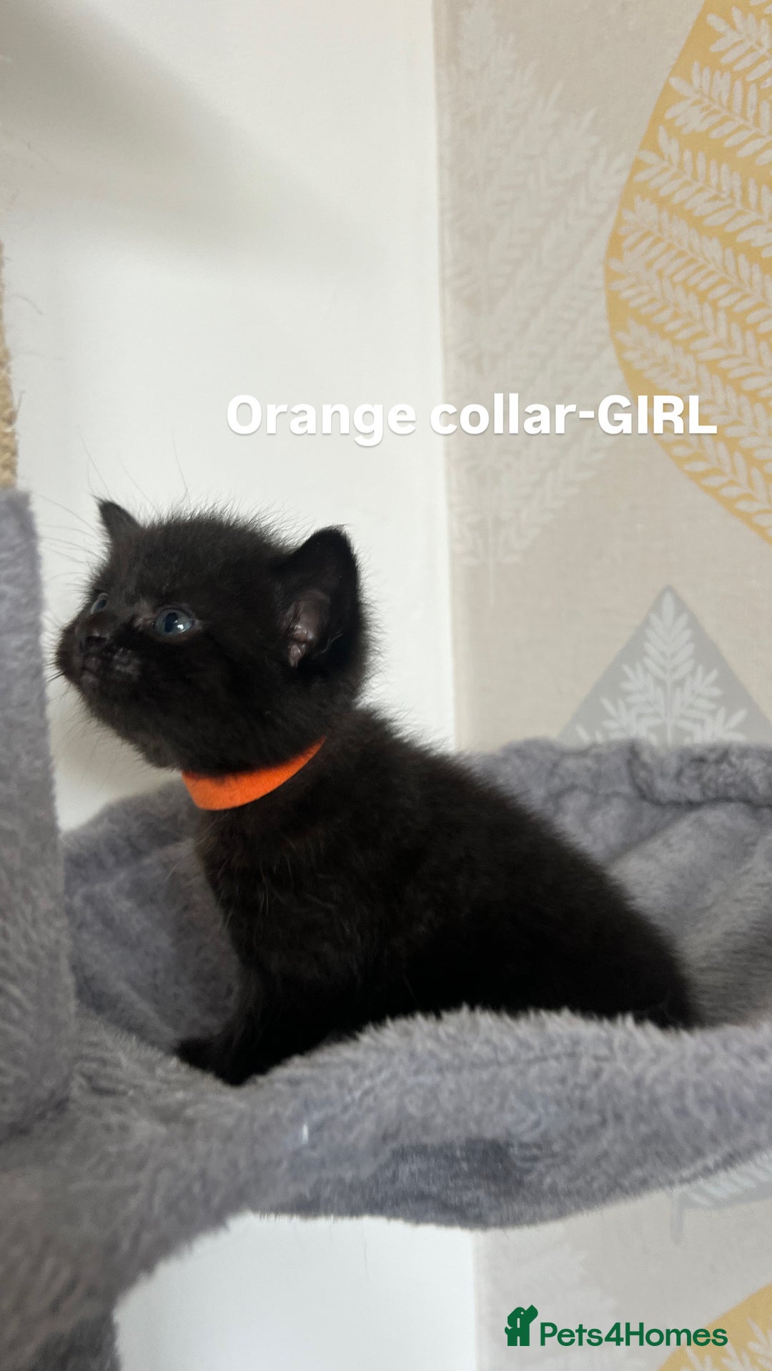 British Shorthair cats for sale: British shorthair black/2point - Image 11