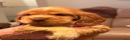 Cocker Spaniel dogs for sale: KC show cocker spaniel puppies Simbawood sire  - Advert 18