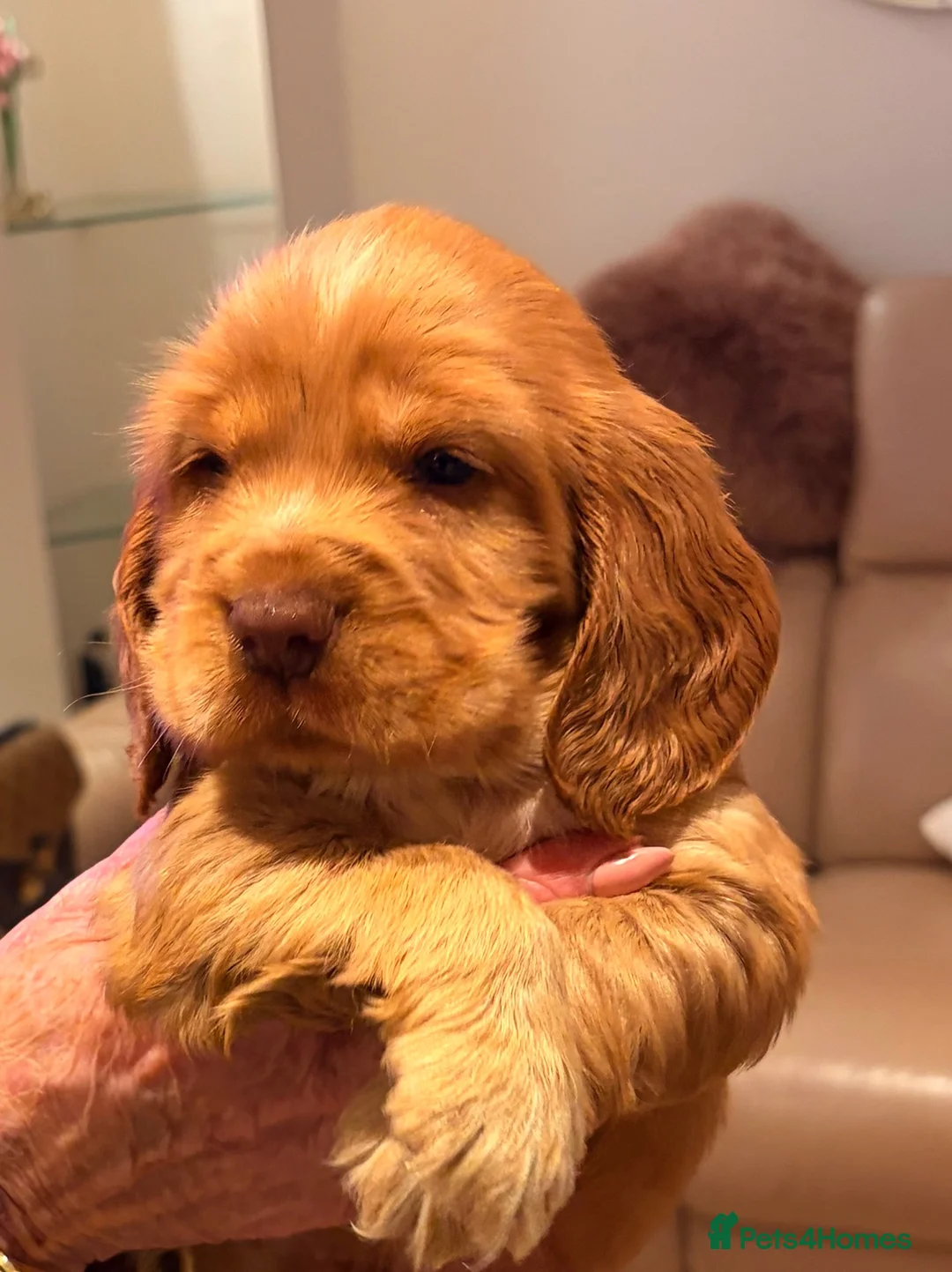 Cocker Spaniel dogs for sale: KC show cocker spaniel puppies Simbawood sire  - Advert 18