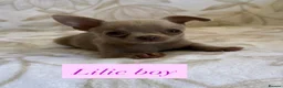Chihuahua dogs for sale: Beautiful chihuahuas in Badminton - Advert 6