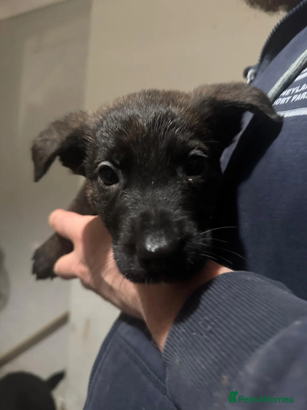 Mixed Breed dogs for sale: Belgian malinois shepherd  ** tiff puppies - Advert 10