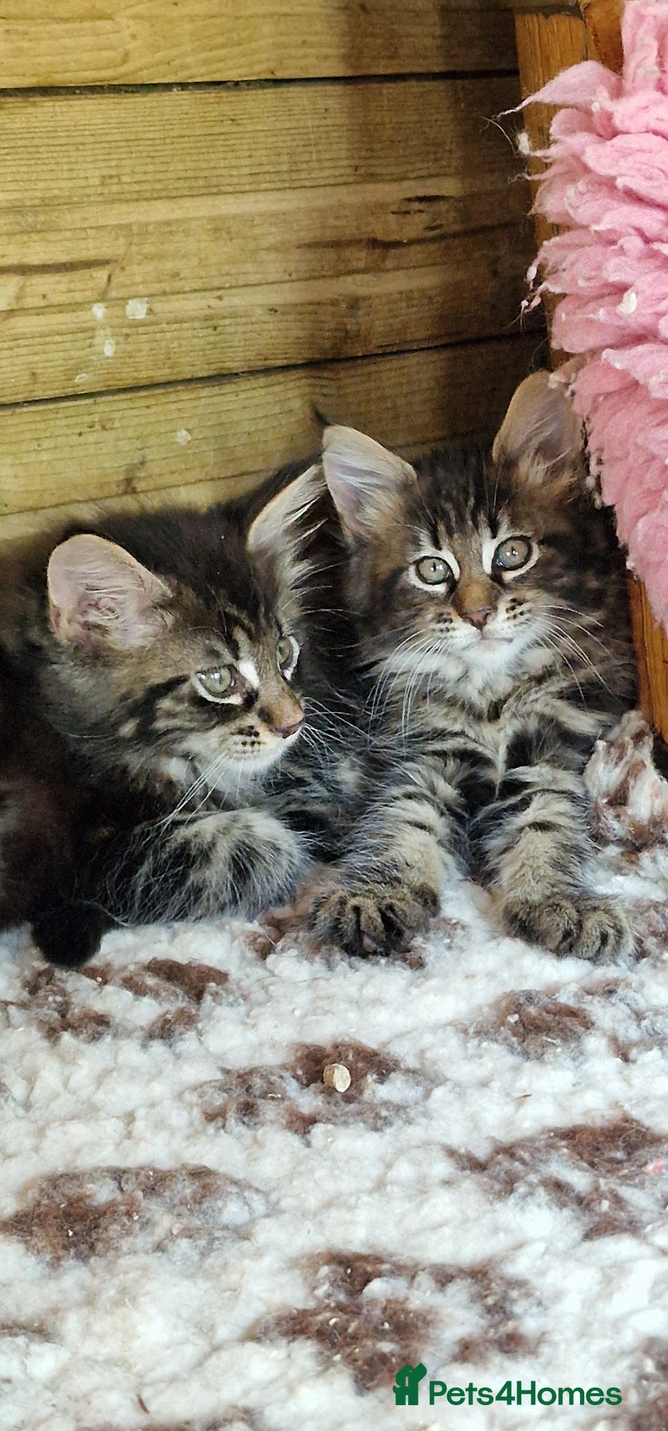Mixed Breed cats for sale: Mainecoon Kittens  - Advert 1