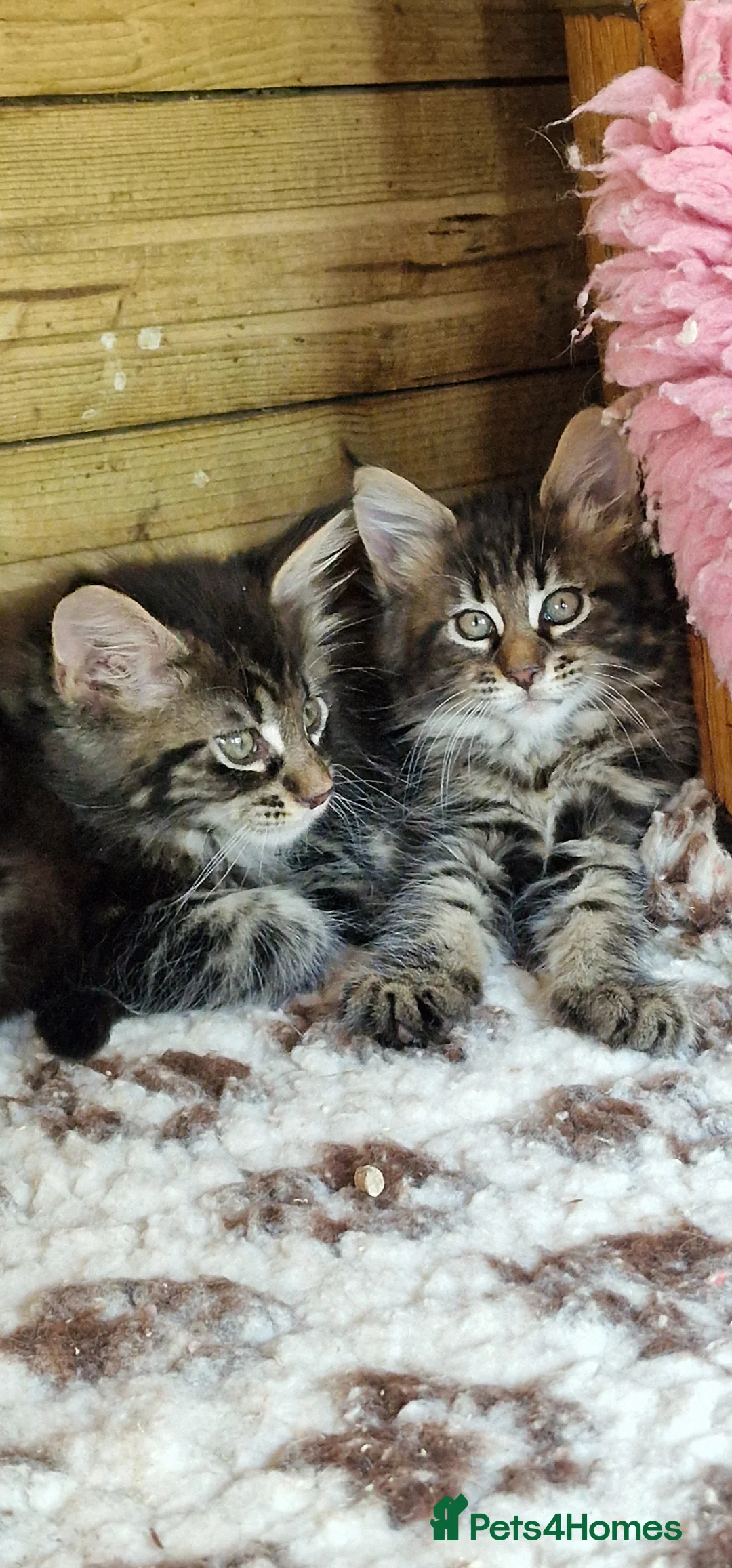Mixed Breed cats for sale: Mainecoon Kittens  - Advert 1