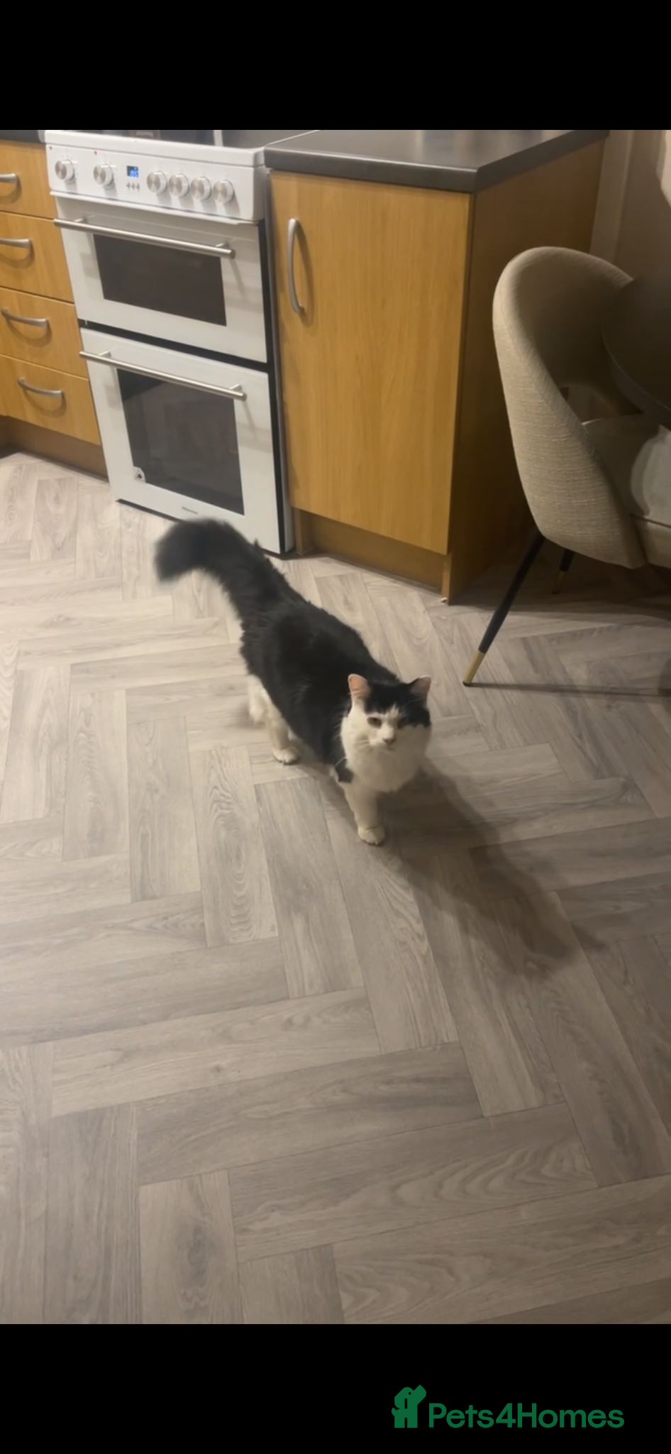 Maine Coon cats Maincoon mix for rehome - Advert 1