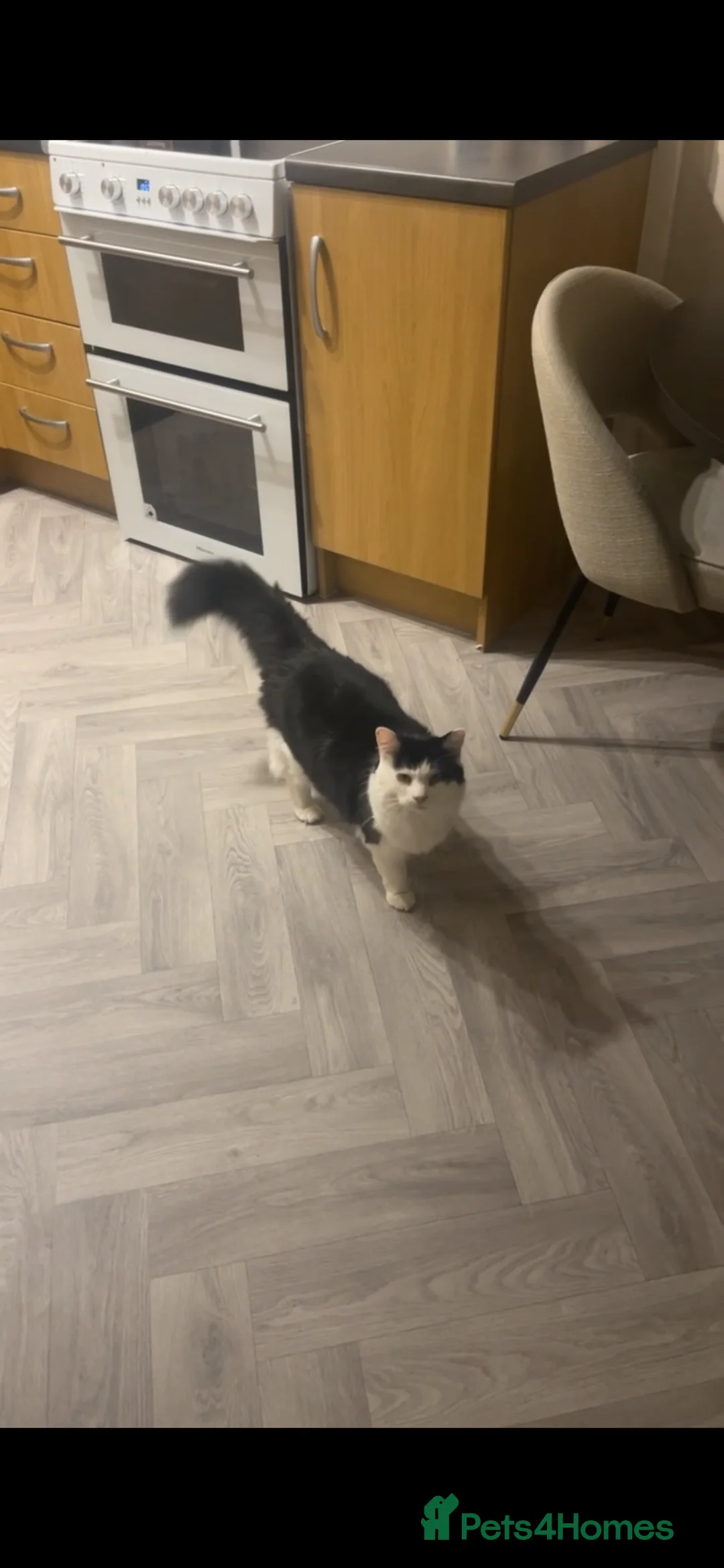 Maine Coon cats for sale: Maincoon mix for rehome - Advert 1