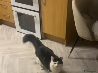 Maine Coon cats Maincoon mix for rehome - Advert 1