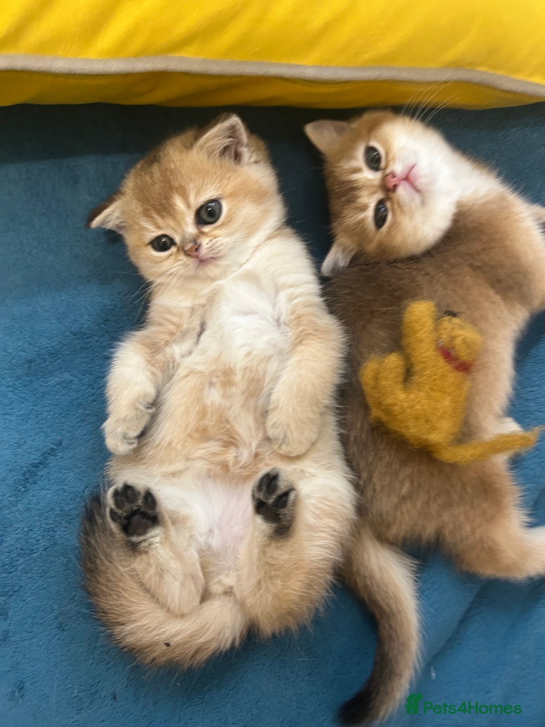 Scottish Fold cats for sale: Gold chinchilla baby’s available  - Advert 21