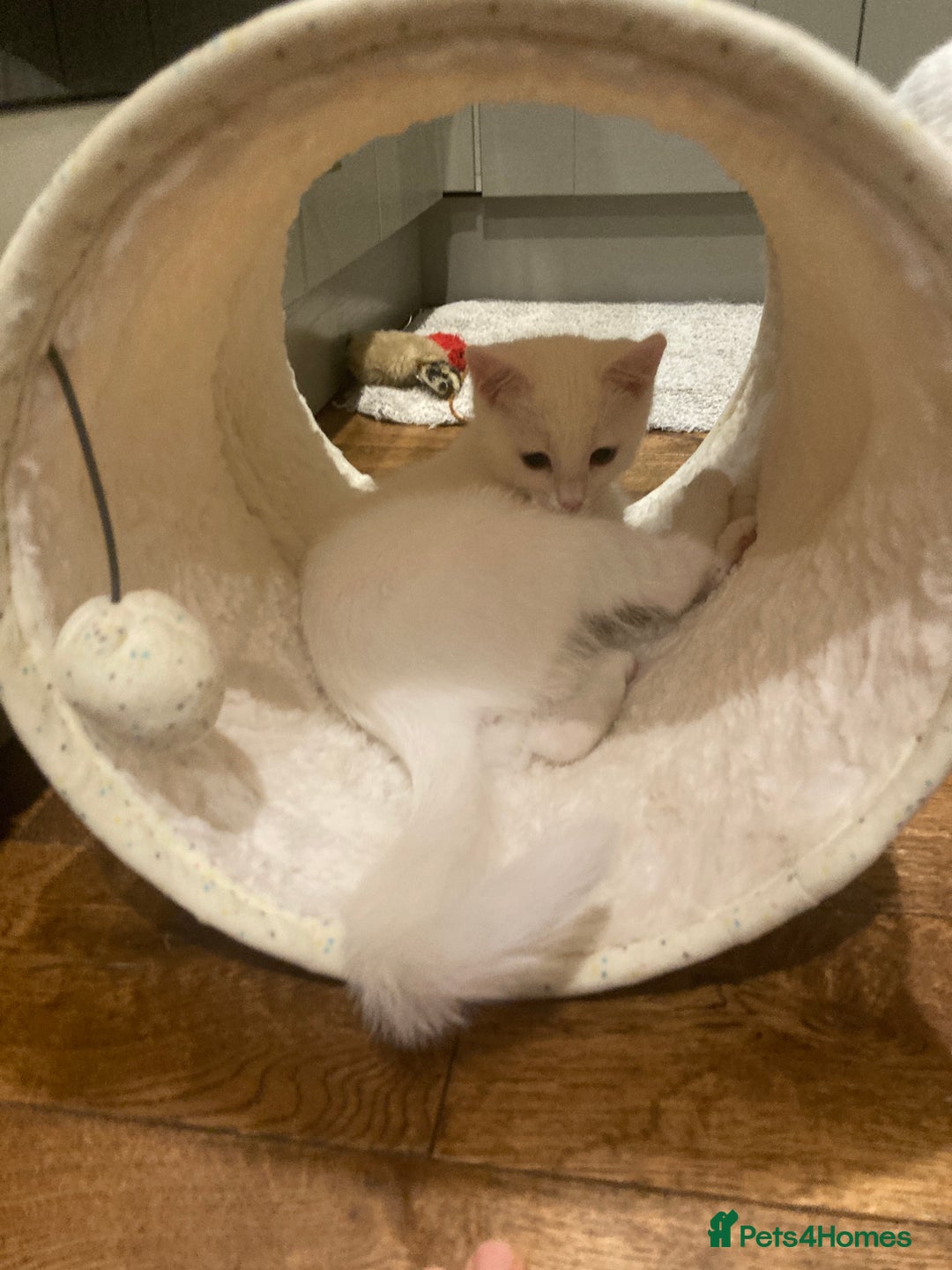 Turkish Van cats for sale: Gorgeous Turkish Van Kittens - Advert 6