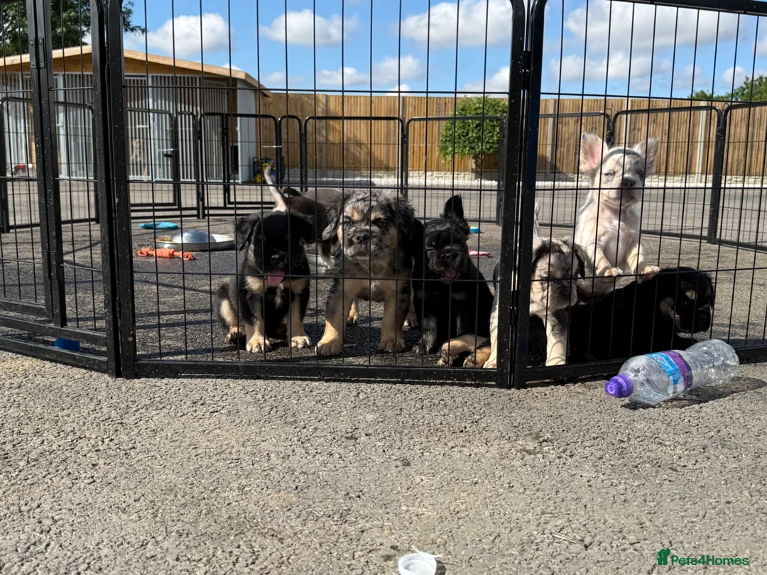 French Bulldog dogs for sale: Fluffy French bulldogs - Advert 2