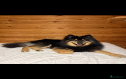 Pomsky dogs for stud: Stunning Black and Tan pomsky for stud  - Image 1