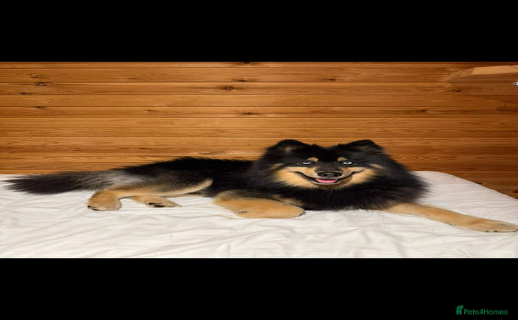 Pomsky dogs - Advert 8