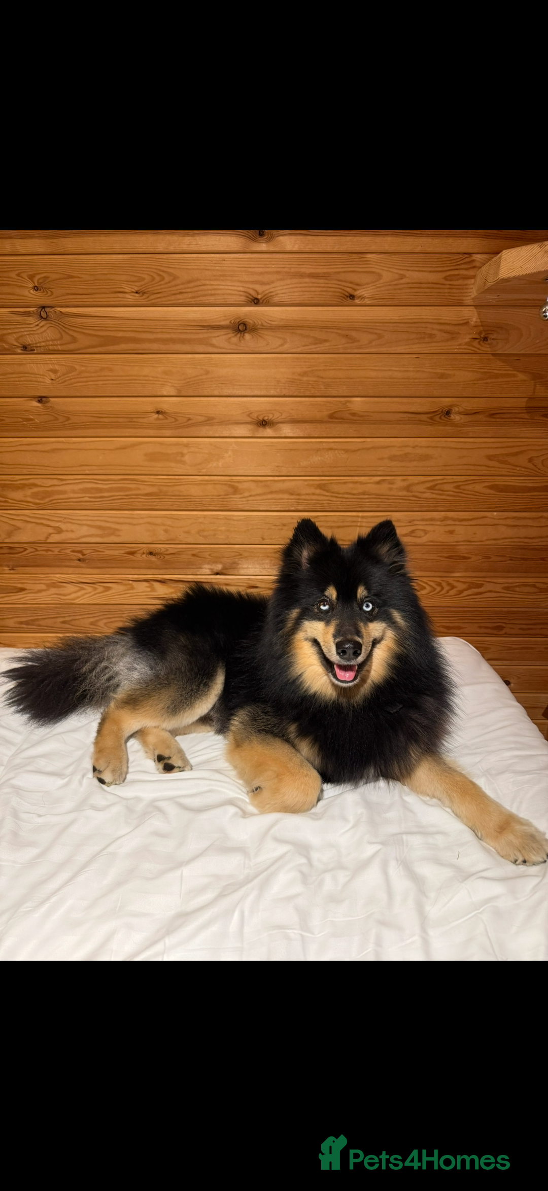 Pomsky dogs for stud: Stunning Black and Tan pomsky for stud  - Image 1