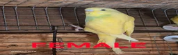 Budgerigars birds for sale: Budgies for sale :)  - Advert 6