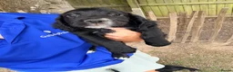 Cocker Spaniel dogs for sale: Working Cocker Spaniels  - Advert 6