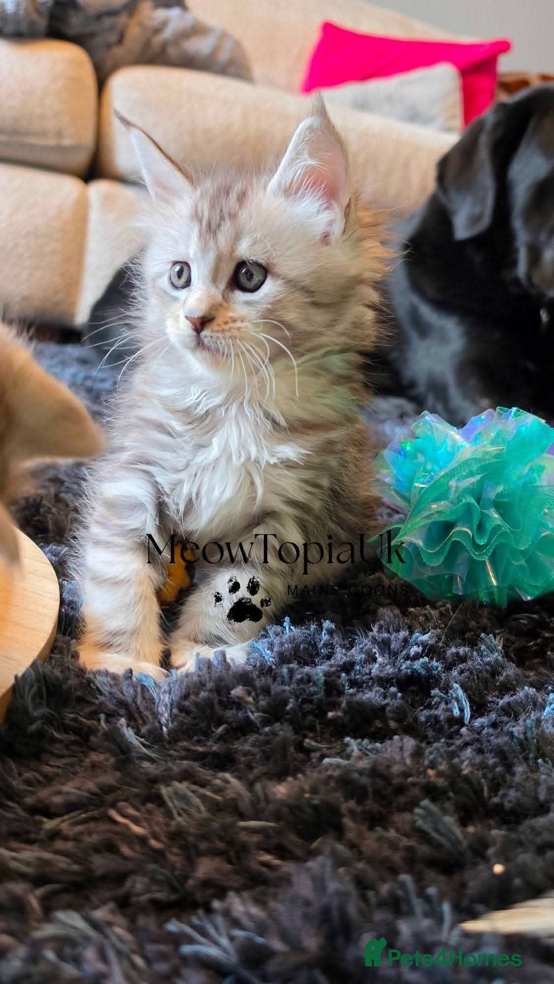 Maine Coon cats   Tica registered pedigree mainecoon kittens  - Advert 8