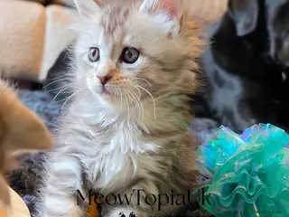 Maine Coon cats Tica registered pedigree mainecoon kittens - Advert 8