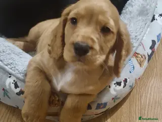 Cocker Spaniel dogs COCKER SPANIEL PUPPIES - Advert 1