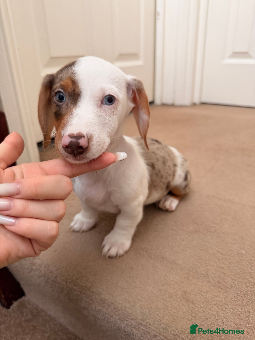 Dachshund dogs for sale: Last 3 Dachshund  - Advert 2