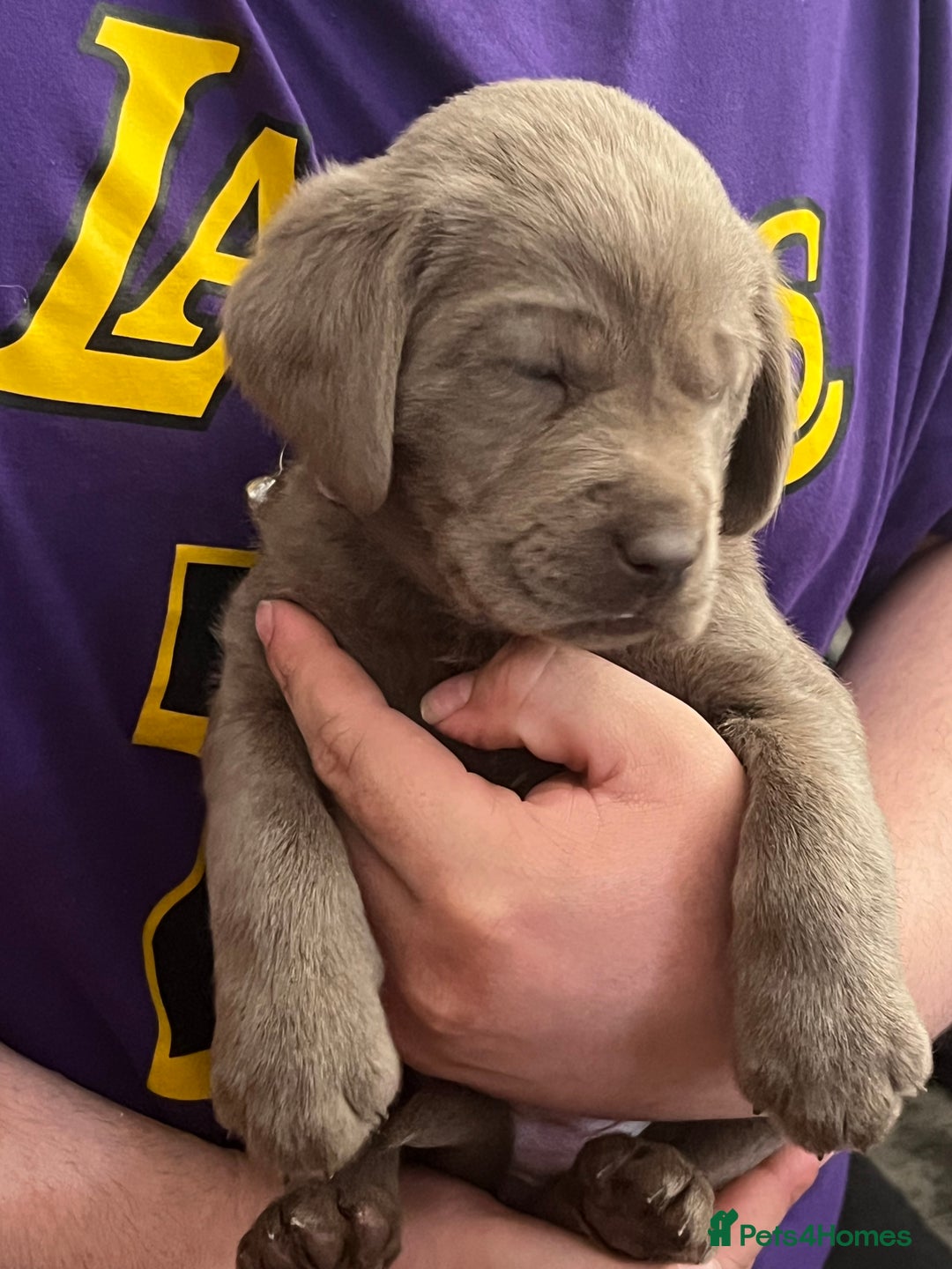 Labrador Retriever dogs for sale: Kc dna clear silver Labrador pups  - Advert 11