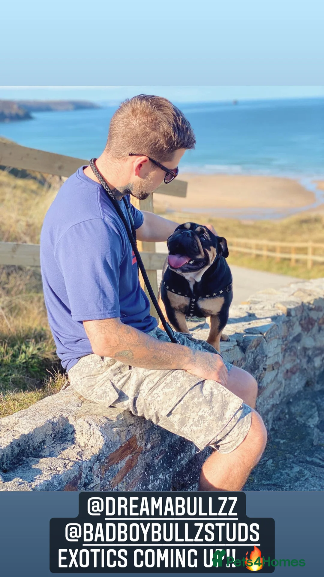 English Bulldog dogs for stud: English Bulldog Stud – Exceptional Temperament - Advert 29