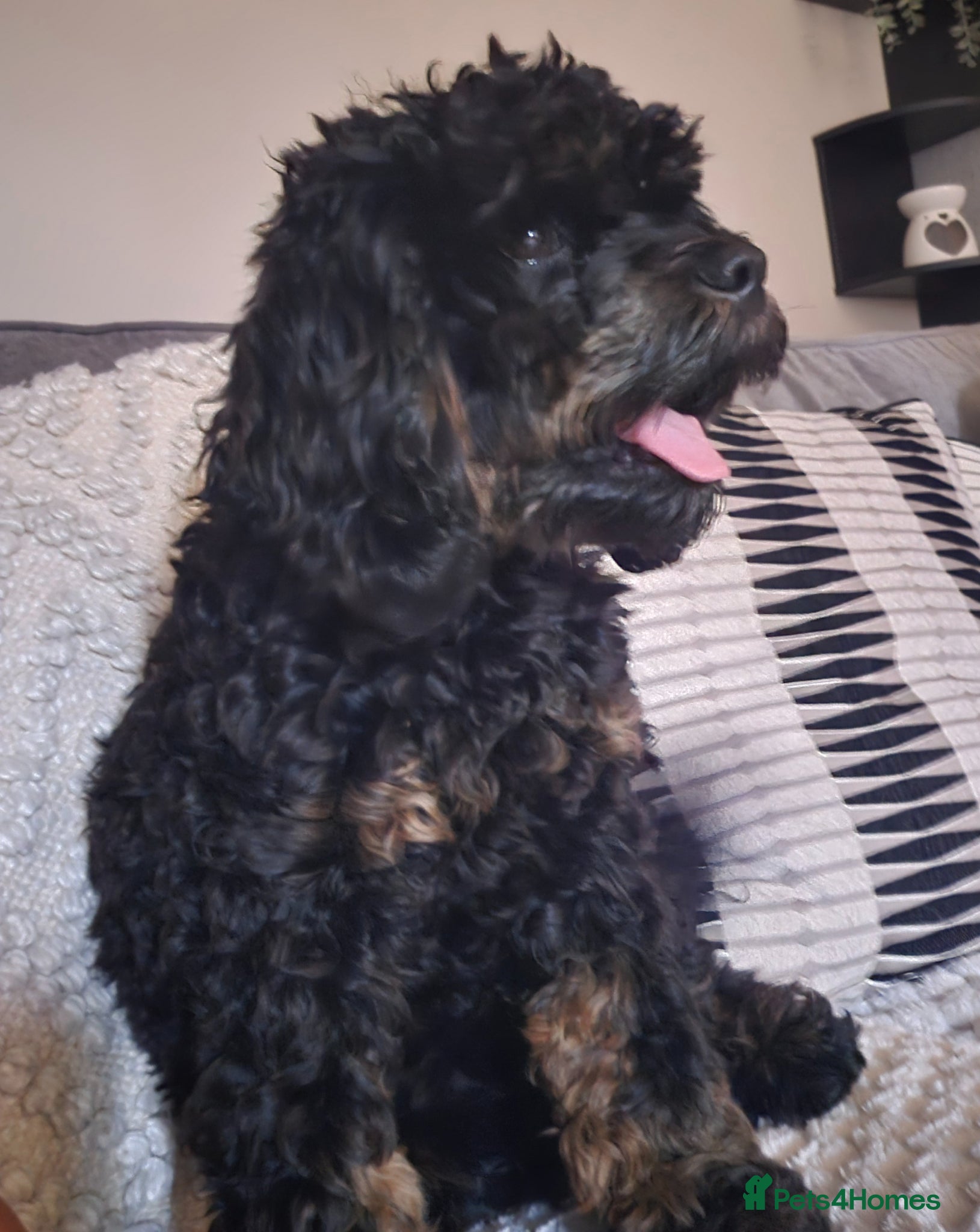 Cavapoo dogs **Stunning Cavapoo puppies** - Advert 8