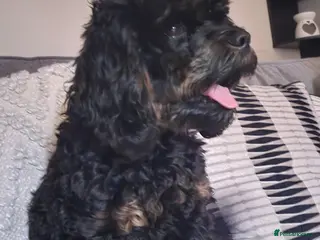 Cavapoo dogs **Stunning Cavapoo puppies** - Advert 8