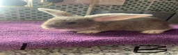 English Lop rabbits for sale: X2 8 week old Male lops  - Advert 5