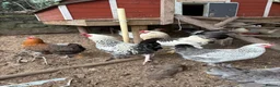 Mixed Breed poultry for sale: 5 males  in Taunton - Advert 4
