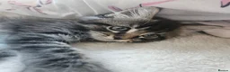 Mixed Breed cats for sale: 3 gorgeous kittens  - Advert 13
