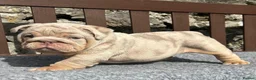 English Bulldog dogs for sale: Beautiful English bulldog puppies - Advert 12