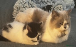 Persian cats for sale: Persian x kittens - Image 31