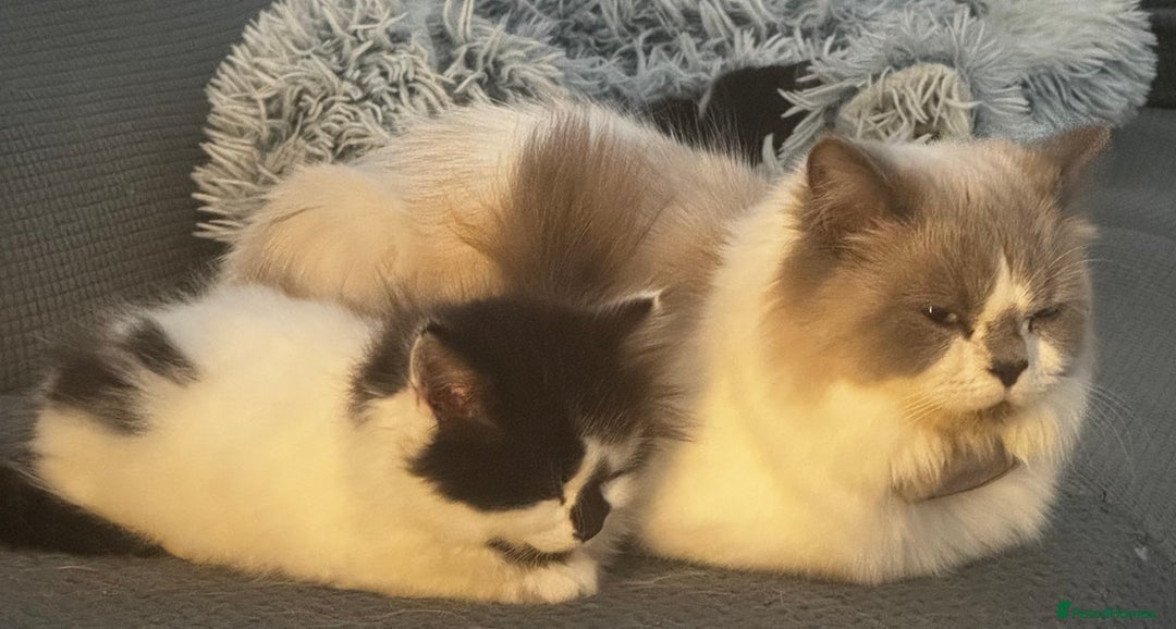 Persian cats for sale: Persian x kittens - Image 31