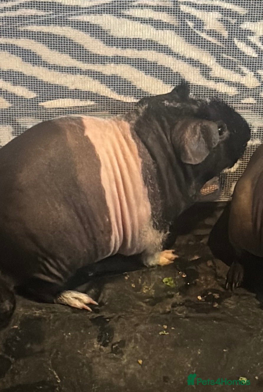 Guinea Pig rodents Beautiful werewolf skinny pig  - Advert 3