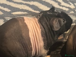 Guinea Pig rodents Beautiful werewolf skinny pig - Advert 3