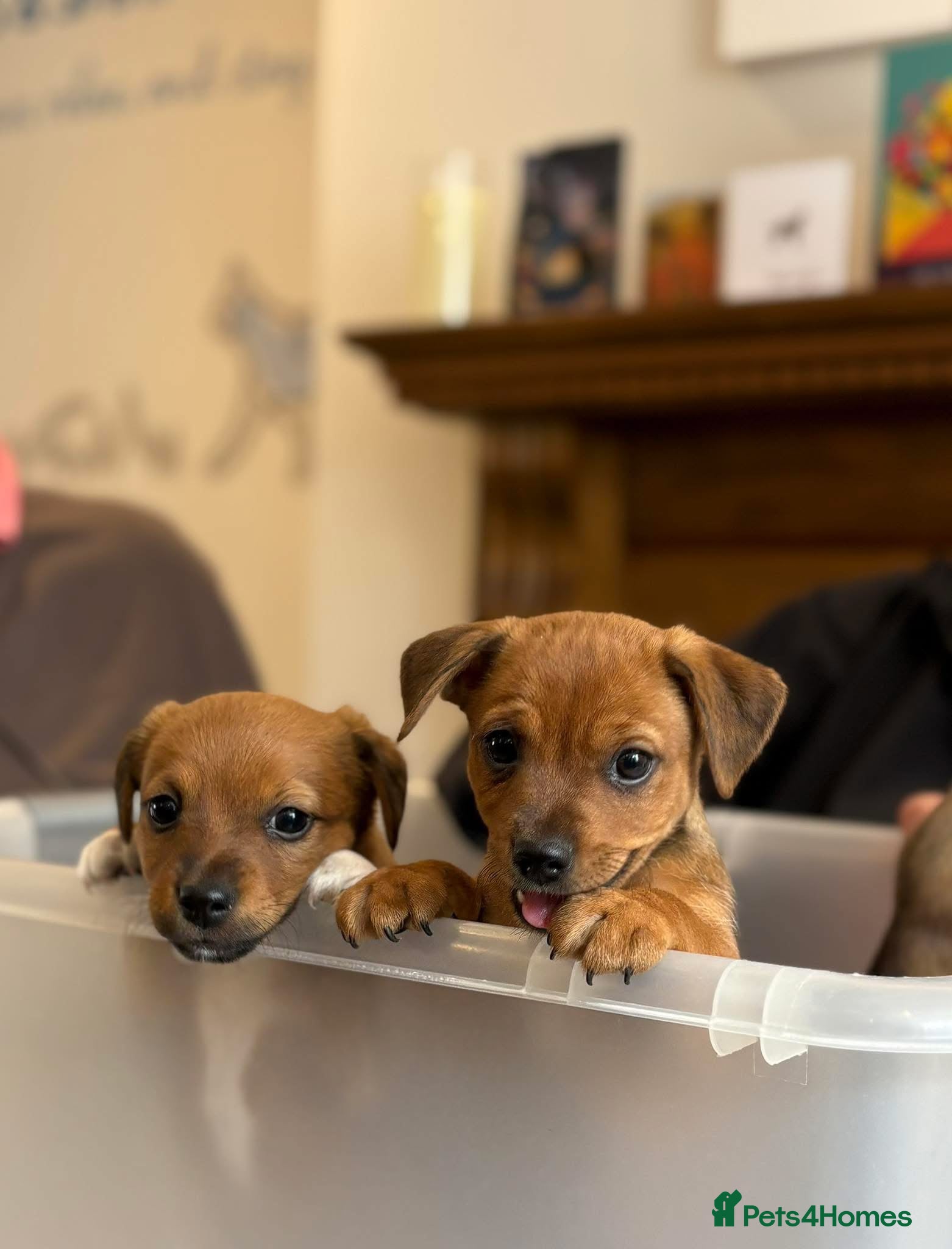 Jack Russell dogs One Jack Russell boy pup available! - Advert 7