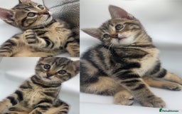 Pixie Bob cats for sale: 3 pixie bobs mixed  in Sheffield - Image 2
