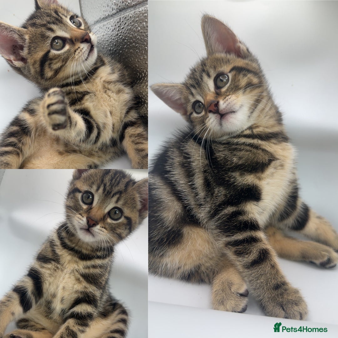 Pixie Bob cats for sale: 3 pixie bobs mixed  in Sheffield - Image 2