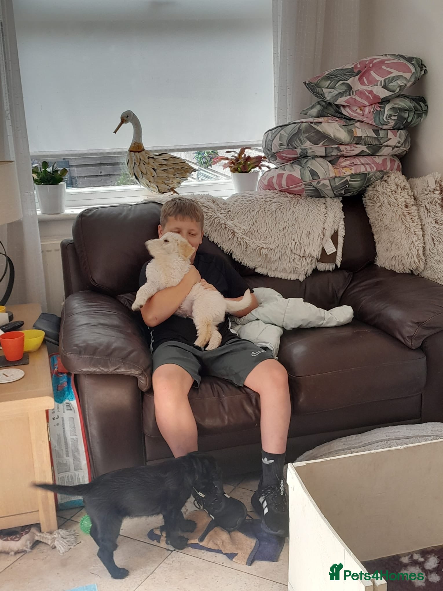 Goldendoodle dogs Goldendoodle puppies for sale - Advert 6