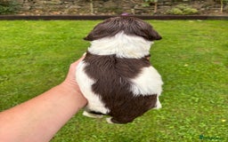 English Springer Spaniel dogs for sale: Springer Spaniel Puppies  - Image 30