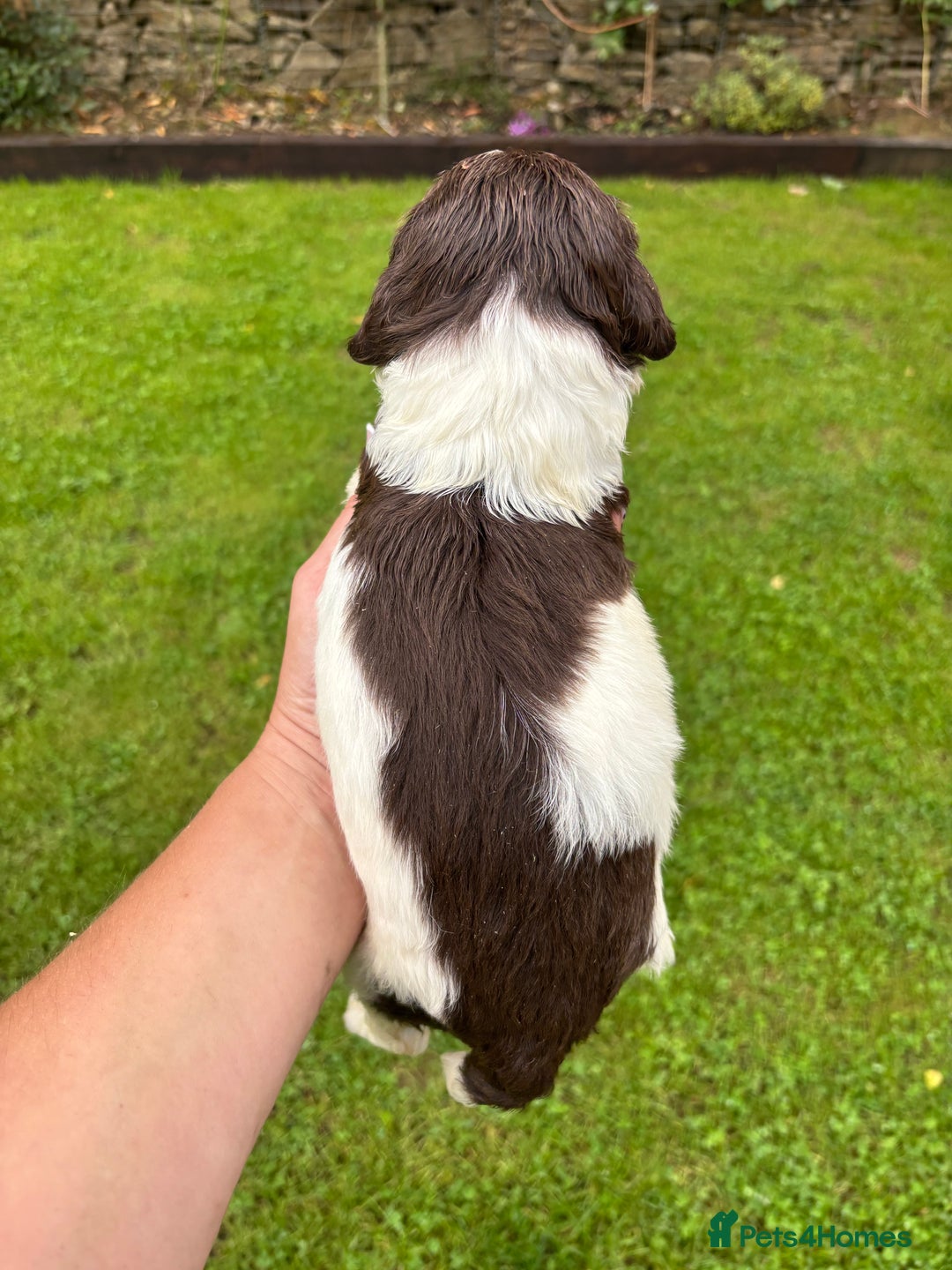 English Springer Spaniel dogs for sale: Springer Spaniel Puppies  - Image 30