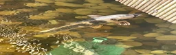 Koi Carp fish for sale: Carp koi 40cm others 58-60cm+ ready to go  - Advert 17