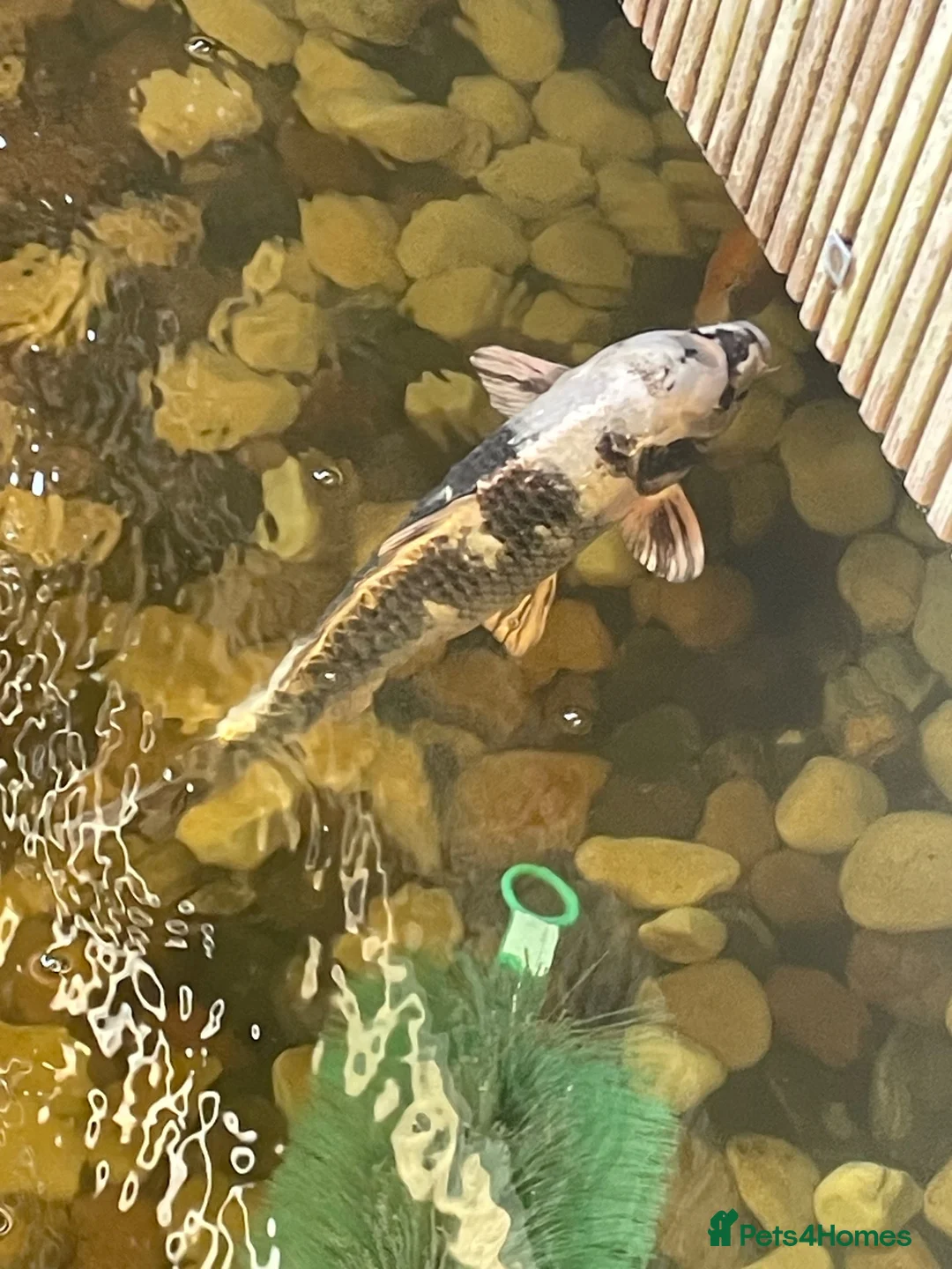 Koi Carp fish for sale: Carp koi 40cm others 58-60cm+ ready to go  - Advert 17