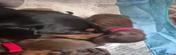 Miniature Dachshund dogs for sale: Introducing Daphne and her 5 beautiful pups. in Helensburgh - Advert 11