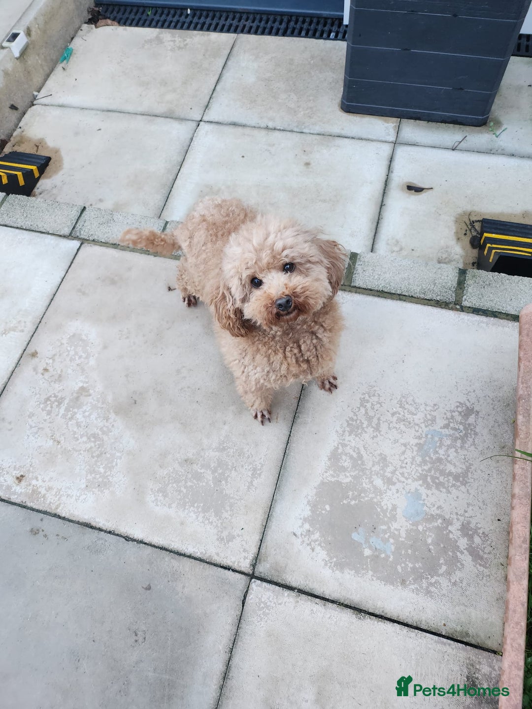 Toy Poodle dogs for sale: KC 6 yrs old Toy poodle girl - Advert 3
