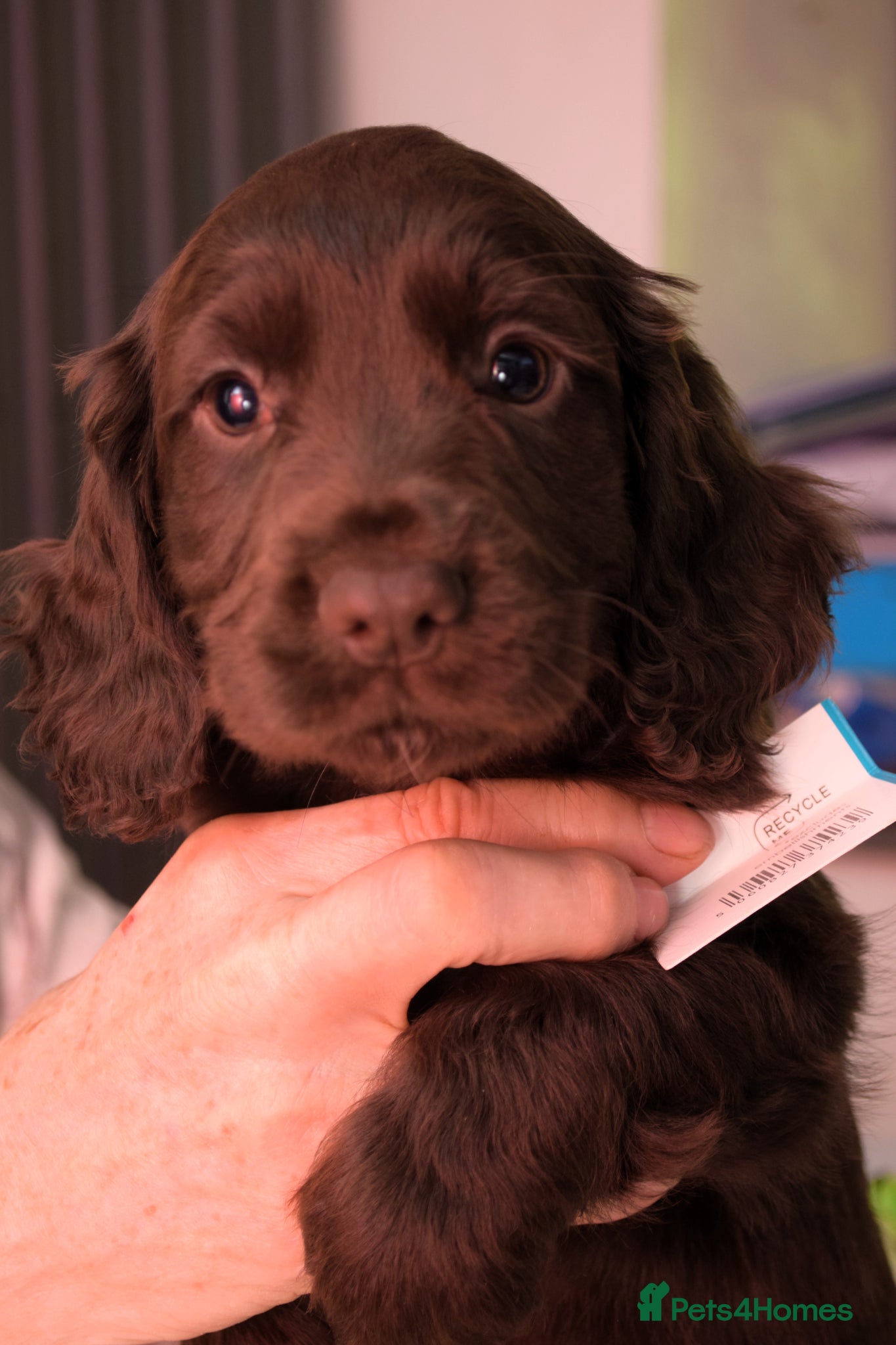 Cocker Spaniel dogs ✨ DNA Tested K.C. Work Cocker Licensed Breeder ✨ - Advert 6