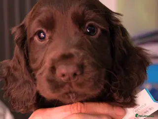 Cocker Spaniel dogs ✨ DNA Tested K.C. Work Cocker Licensed Breeder ✨ - Advert 6